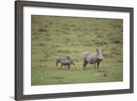 Warthogs-DLILLC-Framed Photographic Print