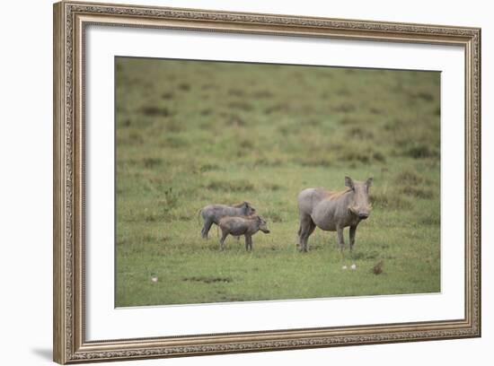 Warthogs-DLILLC-Framed Photographic Print