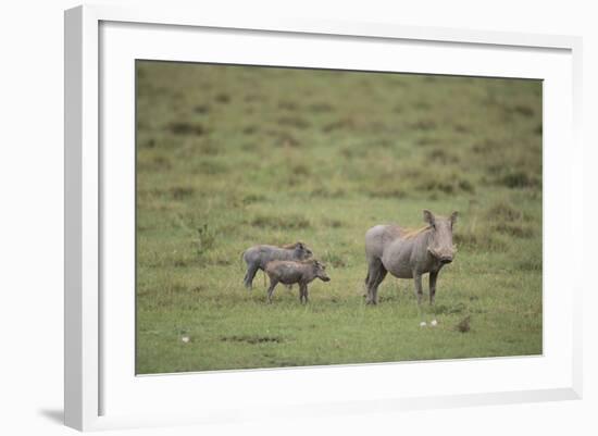 Warthogs-DLILLC-Framed Photographic Print