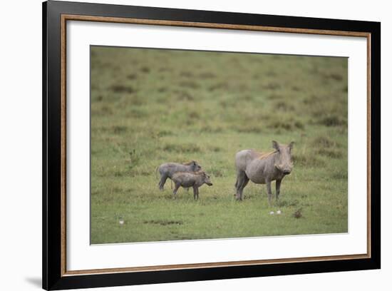 Warthogs-DLILLC-Framed Photographic Print