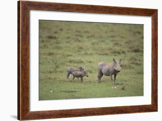 Warthogs-DLILLC-Framed Photographic Print