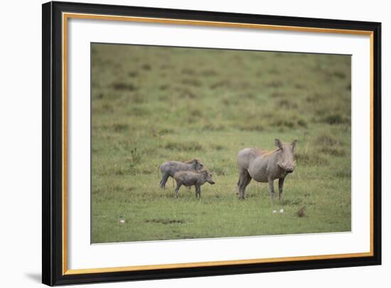 Warthogs-DLILLC-Framed Photographic Print