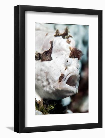 warty frogfish yawning in its hiding place amongst sponges-alex mustard-Framed Photographic Print