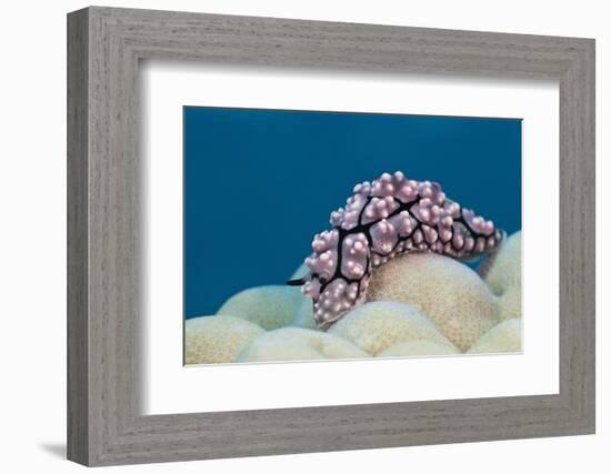 Warty Sea Slug (Phyllidiopsis Krempfi)-Reinhard Dirscherl-Framed Photographic Print