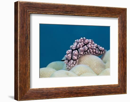 Warty Sea Slug (Phyllidiopsis Krempfi)-Reinhard Dirscherl-Framed Photographic Print