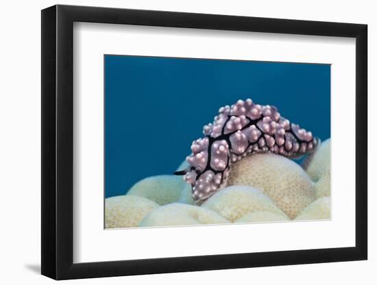 Warty Sea Slug (Phyllidiopsis Krempfi)-Reinhard Dirscherl-Framed Photographic Print