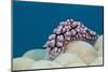 Warty Sea Slug (Phyllidiopsis Krempfi)-Reinhard Dirscherl-Mounted Photographic Print