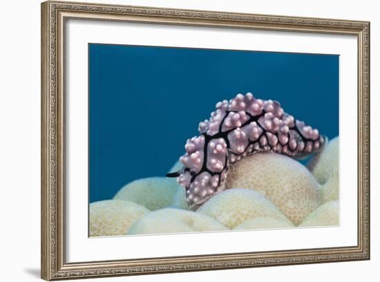 Warty Sea Slug (Phyllidiopsis Krempfi)-Reinhard Dirscherl-Framed Photographic Print