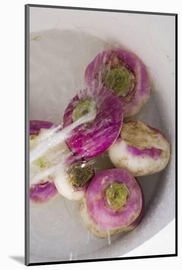 Washing Turnips-Foodcollection-Mounted Photographic Print