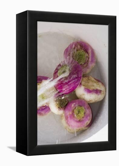 Washing Turnips-Foodcollection-Framed Premier Image Canvas