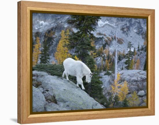 Washington, Adult Mountain Goat Steps Down a Rock Face in the Alpine Lakes Wilderness-Gary Luhm-Framed Premier Image Canvas