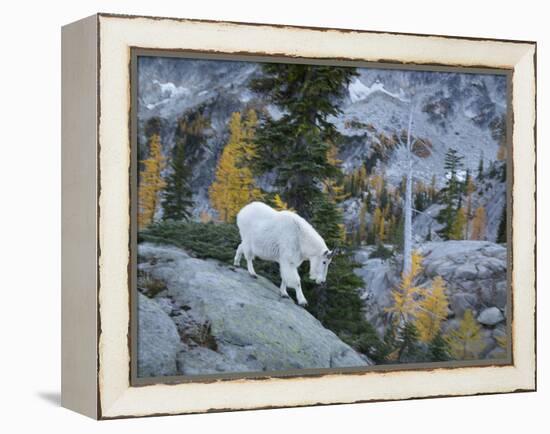 Washington, Adult Mountain Goat Steps Down a Rock Face in the Alpine Lakes Wilderness-Gary Luhm-Framed Premier Image Canvas