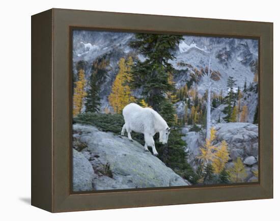 Washington, Adult Mountain Goat Steps Down a Rock Face in the Alpine Lakes Wilderness-Gary Luhm-Framed Premier Image Canvas