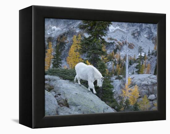 Washington, Adult Mountain Goat Steps Down a Rock Face in the Alpine Lakes Wilderness-Gary Luhm-Framed Premier Image Canvas