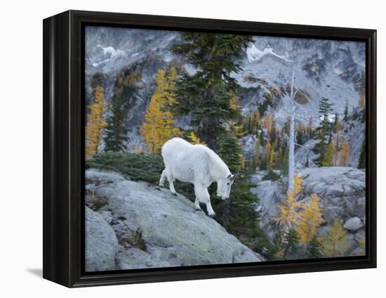 Washington, Adult Mountain Goat Steps Down a Rock Face in the Alpine Lakes Wilderness-Gary Luhm-Framed Premier Image Canvas