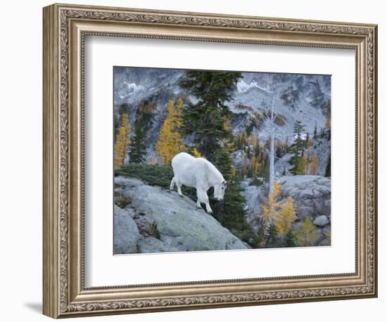 Washington, Adult Mountain Goat Steps Down a Rock Face in the Alpine Lakes Wilderness-Gary Luhm-Framed Photographic Print