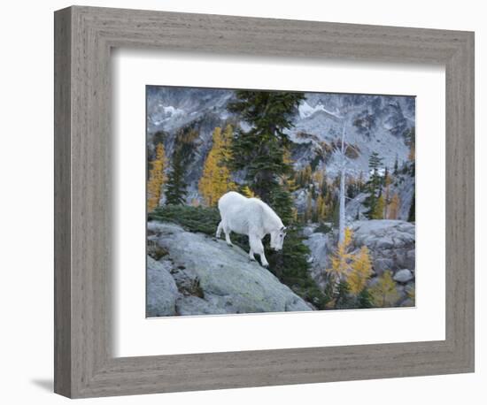 Washington, Adult Mountain Goat Steps Down a Rock Face in the Alpine Lakes Wilderness-Gary Luhm-Framed Photographic Print