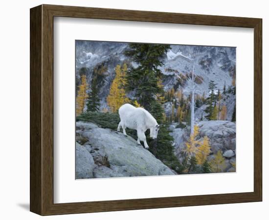 Washington, Adult Mountain Goat Steps Down a Rock Face in the Alpine Lakes Wilderness-Gary Luhm-Framed Photographic Print