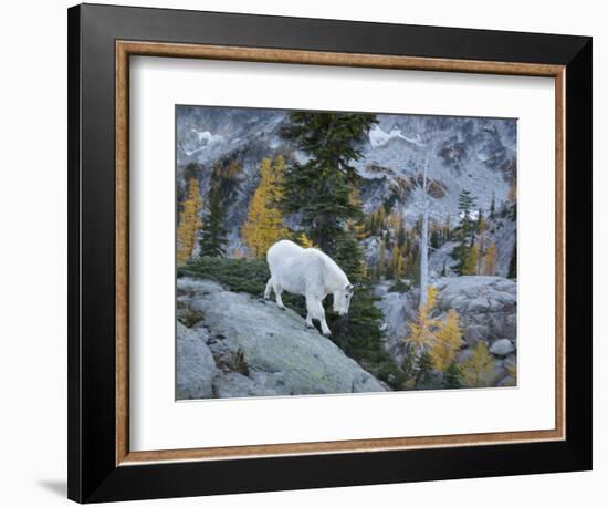 Washington, Adult Mountain Goat Steps Down a Rock Face in the Alpine Lakes Wilderness-Gary Luhm-Framed Photographic Print