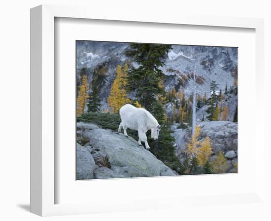 Washington, Adult Mountain Goat Steps Down a Rock Face in the Alpine Lakes Wilderness-Gary Luhm-Framed Photographic Print