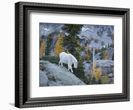 Washington, Adult Mountain Goat Steps Down a Rock Face in the Alpine Lakes Wilderness-Gary Luhm-Framed Photographic Print