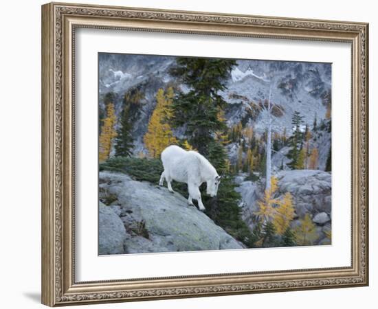 Washington, Adult Mountain Goat Steps Down a Rock Face in the Alpine Lakes Wilderness-Gary Luhm-Framed Photographic Print