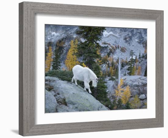 Washington, Adult Mountain Goat Steps Down a Rock Face in the Alpine Lakes Wilderness-Gary Luhm-Framed Photographic Print