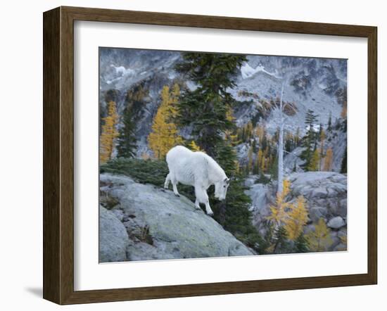 Washington, Adult Mountain Goat Steps Down a Rock Face in the Alpine Lakes Wilderness-Gary Luhm-Framed Photographic Print