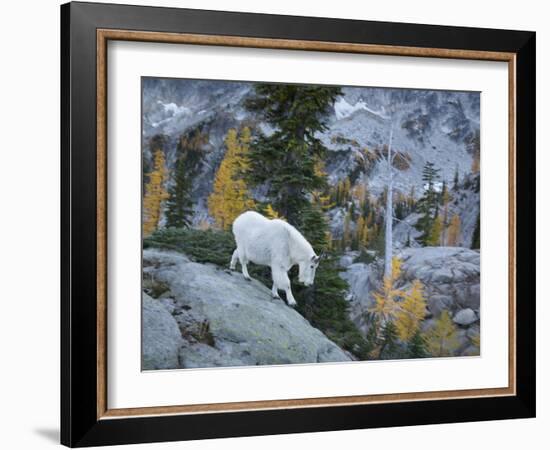 Washington, Adult Mountain Goat Steps Down a Rock Face in the Alpine Lakes Wilderness-Gary Luhm-Framed Photographic Print