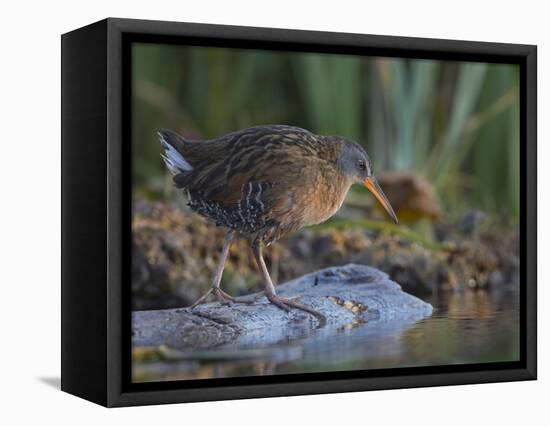 Washington, Adult Virginia Rail on a Marshy Shore on Lake Washington-Gary Luhm-Framed Premier Image Canvas