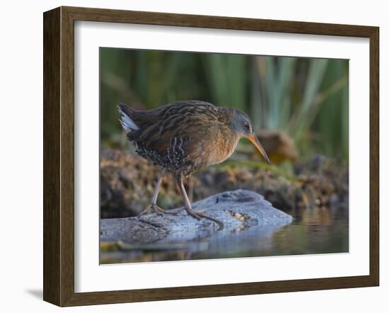 Washington, Adult Virginia Rail on a Marshy Shore on Lake Washington-Gary Luhm-Framed Photographic Print