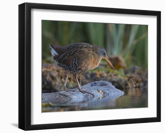 Washington, Adult Virginia Rail on a Marshy Shore on Lake Washington-Gary Luhm-Framed Photographic Print