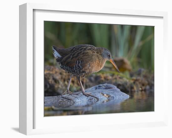 Washington, Adult Virginia Rail on a Marshy Shore on Lake Washington-Gary Luhm-Framed Photographic Print