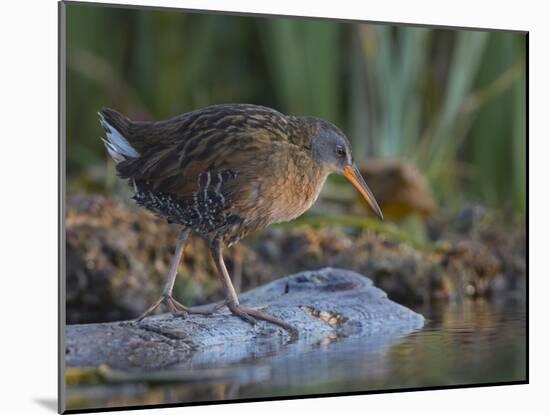 Washington, Adult Virginia Rail on a Marshy Shore on Lake Washington-Gary Luhm-Mounted Photographic Print