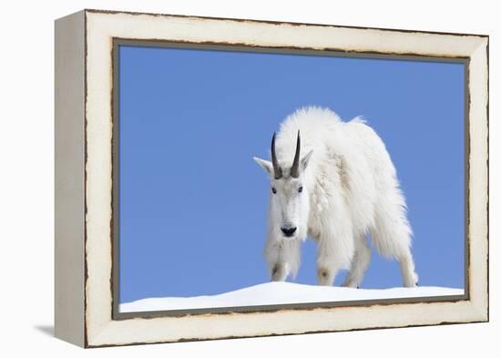 Washington, Alpine Lakes Wilderness, Mountain Goat, Billy Goat, Male-Jamie And Judy Wild-Framed Premier Image Canvas