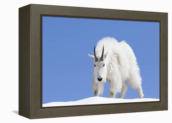 Washington, Alpine Lakes Wilderness, Mountain Goat, Billy Goat, Male-Jamie And Judy Wild-Framed Premier Image Canvas