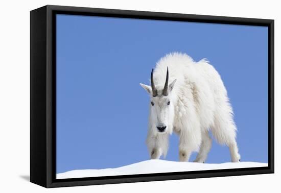 Washington, Alpine Lakes Wilderness, Mountain Goat, Billy Goat, Male-Jamie And Judy Wild-Framed Premier Image Canvas