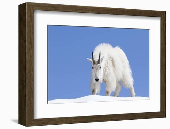 Washington, Alpine Lakes Wilderness, Mountain Goat, Billy Goat, Male-Jamie And Judy Wild-Framed Photographic Print