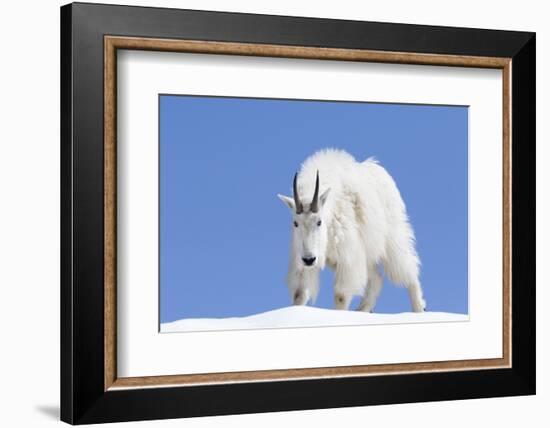 Washington, Alpine Lakes Wilderness, Mountain Goat, Billy Goat, Male-Jamie And Judy Wild-Framed Photographic Print