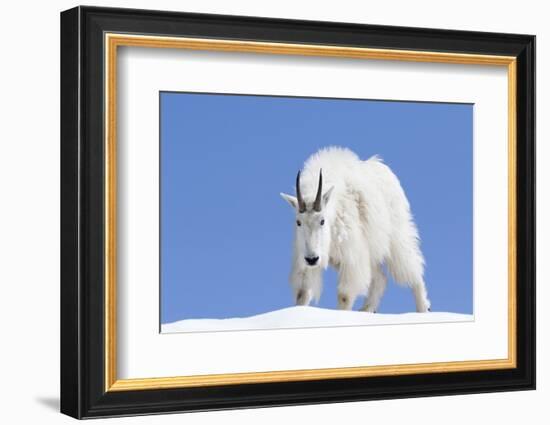 Washington, Alpine Lakes Wilderness, Mountain Goat, Billy Goat, Male-Jamie And Judy Wild-Framed Photographic Print