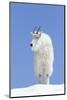 Washington, Alpine Lakes Wilderness, Mountain Goat, Billy Goat, Male-Jamie And Judy Wild-Mounted Photographic Print