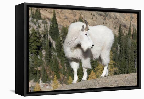 Washington, Alpine Lakes Wilderness, Mountain Goat, Billy Goat-Jamie And Judy Wild-Framed Premier Image Canvas