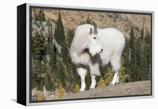 Washington, Alpine Lakes Wilderness, Mountain Goat, Billy Goat-Jamie And Judy Wild-Framed Premier Image Canvas