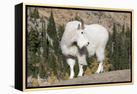Washington, Alpine Lakes Wilderness, Mountain Goat, Billy Goat-Jamie And Judy Wild-Framed Premier Image Canvas