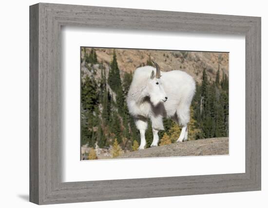 Washington, Alpine Lakes Wilderness, Mountain Goat, Billy Goat-Jamie And Judy Wild-Framed Photographic Print
