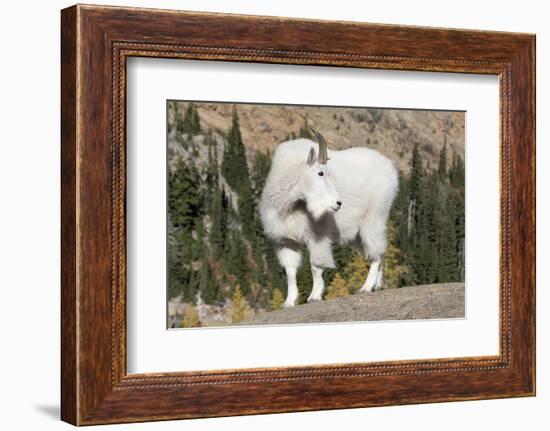 Washington, Alpine Lakes Wilderness, Mountain Goat, Billy Goat-Jamie And Judy Wild-Framed Photographic Print