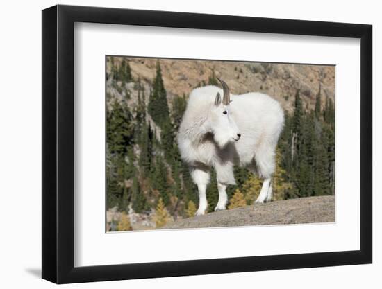 Washington, Alpine Lakes Wilderness, Mountain Goat, Billy Goat-Jamie And Judy Wild-Framed Photographic Print