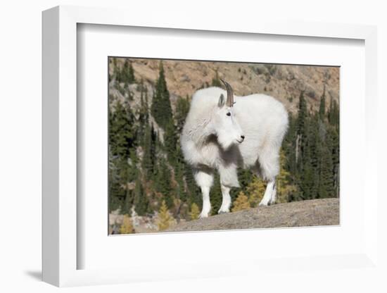 Washington, Alpine Lakes Wilderness, Mountain Goat, Billy Goat-Jamie And Judy Wild-Framed Photographic Print