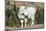 Washington, Alpine Lakes Wilderness, Mountain Goat, Billy Goat-Jamie And Judy Wild-Mounted Photographic Print