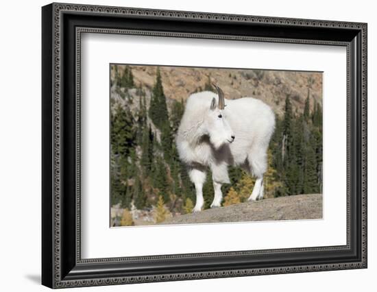 Washington, Alpine Lakes Wilderness, Mountain Goat, Billy Goat-Jamie And Judy Wild-Framed Photographic Print